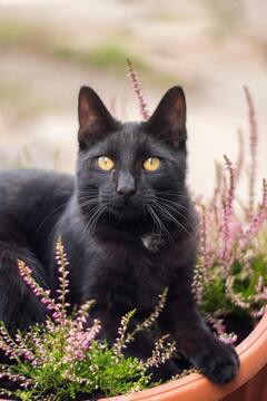 Black Cat-Luna